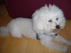 Deckhund Bichon-Frise Reinrassig hat schon einmal sich erfolgreich vermehrt.